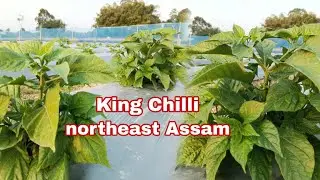 Banlu Sibro (Raja) king Chilli bagan 