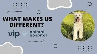 VIP Animal Hospital |  What Makes Us Different?