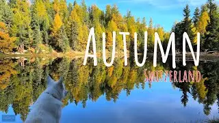 October in Switzerland - Engadin - the golden larches
