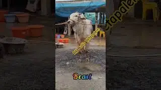 Beast RK bulls vetapalem