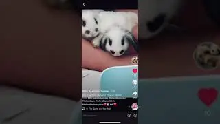 Welcome to TheThreeAmigos! This is where We will be posting cute videos of our Holland Lops!