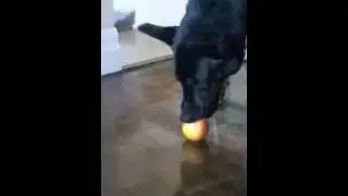 Dog eating apple!!! ***