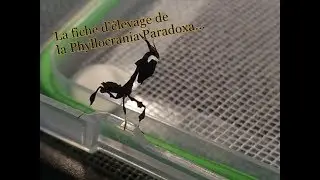 FICHE D'ÉLEVAGE DE LA PHYLLOCRANIA PARADOXA ( PART. 2 )