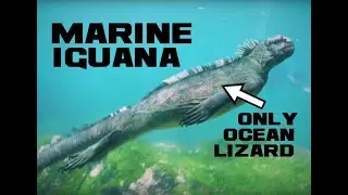 10 Marine Iguana Facts - The One and Only Ocean Lizard - Animal a Day M Week