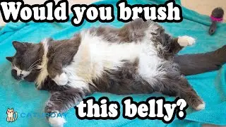 How to Brush a Long Haired  Cat's Belly 😸 | Caturday