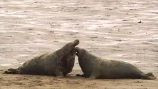Two male grey seals fighting