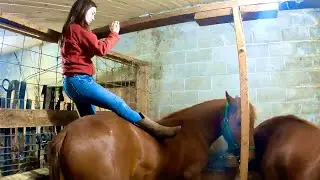 HOW WILL THE COLTS REACT??? My daughter sits on our Suffolk Punch colts for the first time!