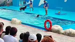 VID 20241111 130907