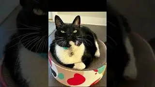 Funny cats Video 2024