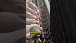 Feeding guide for beginners pig farming