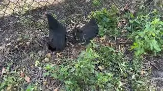 Central Florida Fair Market Video Commercial Laying Hens - Kachina Edwards 