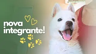 Mostrando a nova integrante do sítio 🐶 | consertando cerca do pasto 🔨