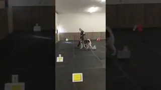 Taima's first AKC Rally trial