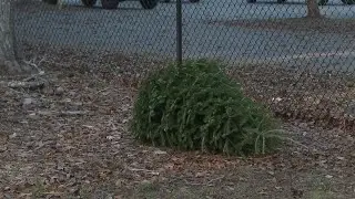 Give your Christmas tree a second life in Thomasville this Saturday