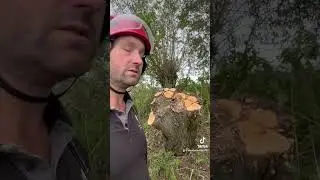 По сути, коппикинг и поллардинг означают одно и то же.