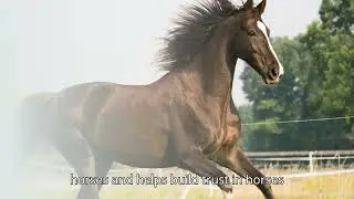 Heart Sound of Horses: Bach Flower Therapy for Horses
