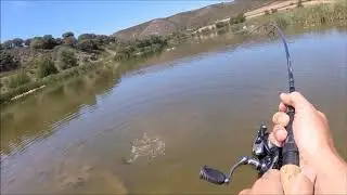 Pesca de CIPRINIDOS, spinning VS Ninfa. Parte 2