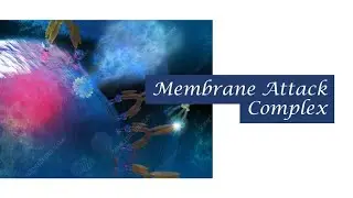 Membrane Attack Complex | Biochemistry | Kinnaird College