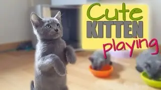 So Cute Kitten Playing (3 mouth old)