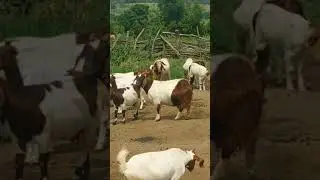 Good boer goats crosses