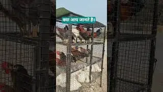 कौनसा चिकन ज्यादा बिकता है। chicken on dimand | #Shorts #shortsfeed