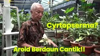 (EPISODE: GREG HAMBALI) : Sukses Menyilangkan Aroid-Cyrtosperma #Part2