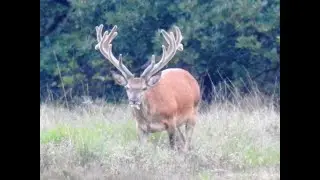 Edelhert mannetje op de Veluwe | Majestueus wild in de Nederlandse natuur | Natuur met Peter #natuur