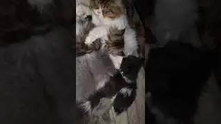 𝗿𝗮𝗶𝗻𝗸𝘆 𝗮𝗽𝗻𝗮 𝗯𝗮𝗯𝘆𝘀 𝗸𝗼 𝗺𝗶𝗹𝗸 𝗱𝗮𝘁𝗮 𝗵𝗼𝘄𝗮#rainky #kitten #𝗰𝗮𝘁𝗳𝗿𝗲𝗲𝗱