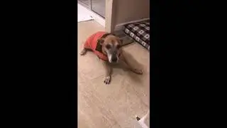 Panacea Pets CBD - Testimonial Video