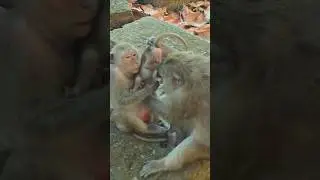 The monkey family loves their children. #Monkeys#Amazing #Animals And #Pets #Videoshorts #Videoslong