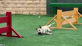 Jamie&rsquo;s daily life-2