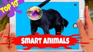 Top 10 smart animals memes.  Funny animals memes compilation
