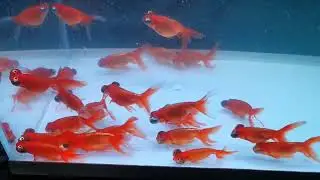 celestial Goldfish