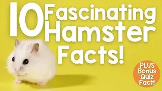 10 Hamster Facts! PLUS Bonus Quiz Fact!