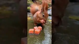 Rabbit eating green beans, squirrel munching salmon #Bunny #Rabbit #ASMR #shorts