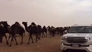 شيلة بداح بن قبلان المصارير من كلمات الشاعر حسين الكبرا اداء المنشد مبارك الودعاني