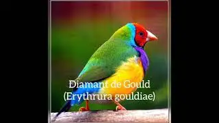 paradis sur terre, chant des oiseaux exotiques 2💕