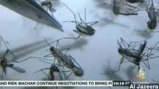 Chikungunya: The Mosquito-Borne Virus Explained