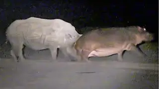 Hippo Learns Lesson From Rhinos + 9 More Insane Sightings