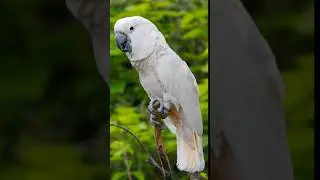 Now vs Millions year back | Cockatoo | #shorts #short #animals #wildlife #youtubeshorts