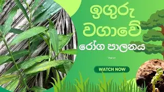 ඉගුරු වගාවේ රෝග පාලනය - 1 | How to Prevent Diseases in Ginger Plants 🌱 | NMLIN