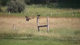 Stock Video - Red-Tailed Hawk juveniles flying across field and landing on fence post