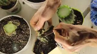 Monster bud lophophora caespitosa regrafting. Lots bud grafting on a huge echinopsis.