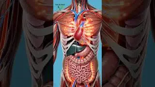 &ldquo;What Really Happens When You Drink Milk? | 3D Medical Animation Explained#milkdigestion#3Danimation