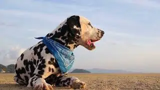 @PlaneteAnimal , Top 10 des Races de Chiens les plus connues.