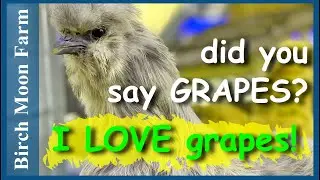 Hand Feeding Snacks to the Silkie Chickens | They LOVE grapes!