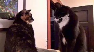 10 Fun Facts About The Kits Cats
