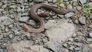 HUGGORM (VIPERA BERUS)