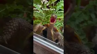 Turtle Core #animalshorts #animals #cute #cuteanimals #turtle #turtles
