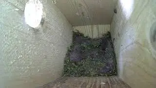 5 chiks left the nest! - Livestream - Great tit nest box camera